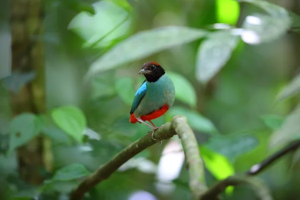 Pitta com capuz (Pitta sordida) na Tailândia — Fotografia de Stock