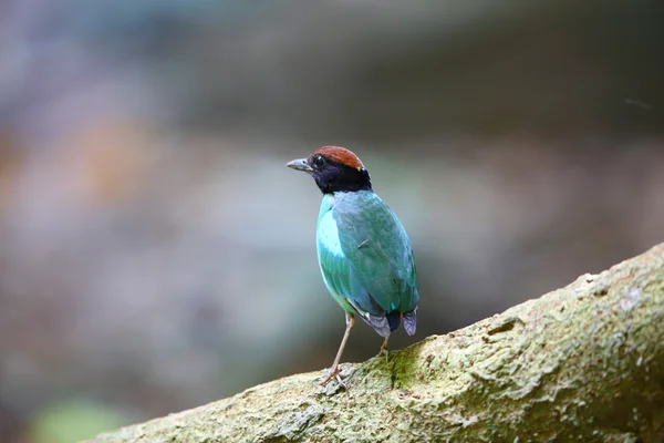 Pitta à capuchon (Pitta sordida) en Thaïlande — Photo