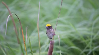 Asya altın Weaver (Ploceus hypoxanthus) Tayland