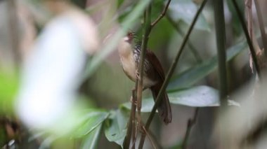 Tayland büyük pala yedikardeşi (Pomatorhinus hypoleucos)
