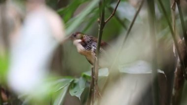 Tayland büyük pala yedikardeşi (Pomatorhinus hypoleucos)
