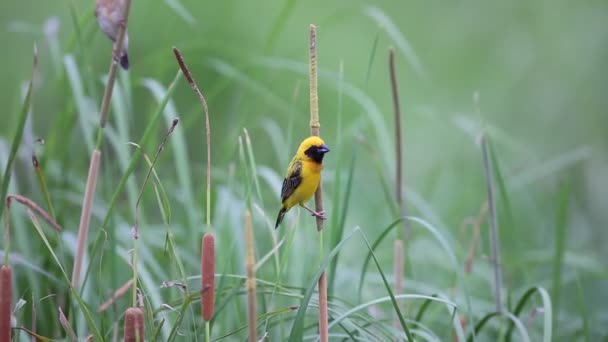 Asian Golden Weaver (Ploceus hypoxanthus) in Thailand — Stock Video