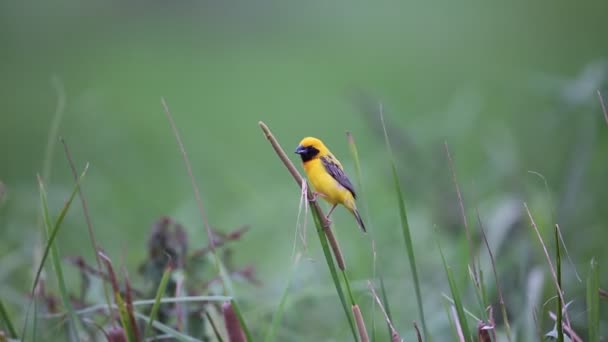 Tisseur d'or asiatique (Ploceus hypoxanthus) en Thaïlande 