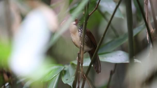 Großer Klapperschwätzer (pomatorhinus hypoleucos) in Thailand — Stockvideo