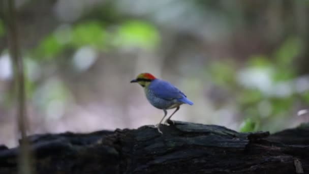 Pitta blu (Hydrornis cyaneus) maschio in Thailandia — Video Stock