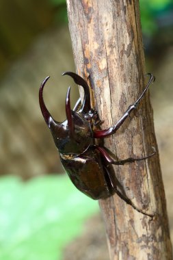 Atlas böceği (Chalcosoma atlas) Filipinler