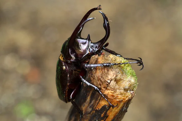 在菲律宾的甲虫地图集 (Chalcosoma 阿特拉斯) — 图库照片