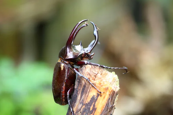 Atlas beetle (Chalcosoma atlas) in Philippines — Stock Photo, Image