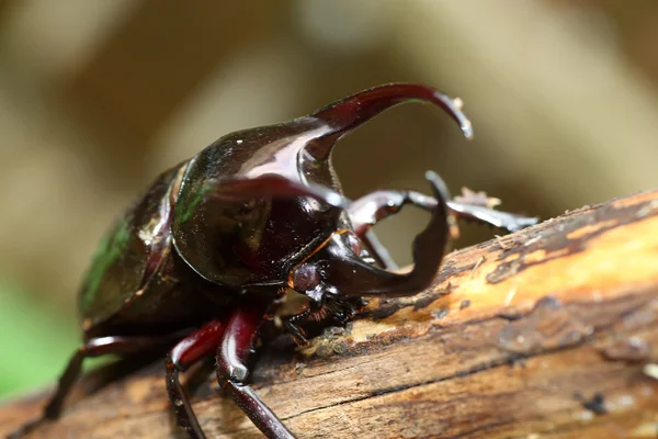 Coléoptère de l'Atlas (Chalcosoma atlas) aux Philippines — Photo