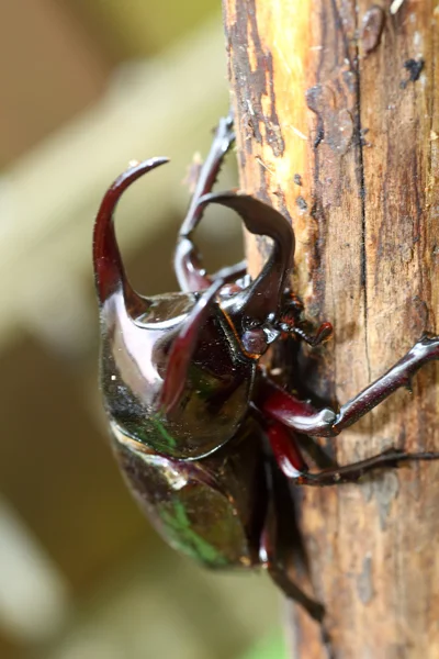 필리핀에서 지도 책 딱정벌레 (Chalcosoma 지도 책) — 스톡 사진