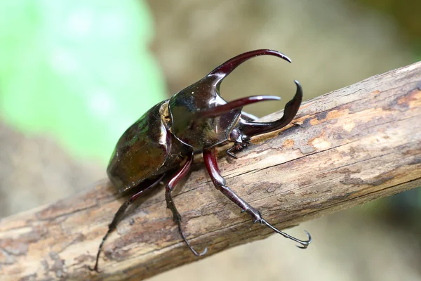 在菲律宾的甲虫地图集 (Chalcosoma 阿特拉斯) — 图库照片