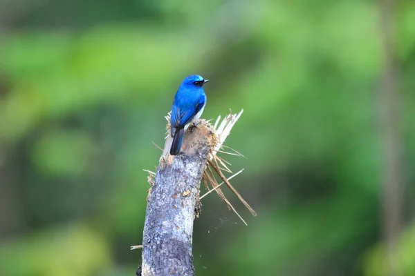 Indigo vliegenvanger (Eumyias indigo) in Borneo — Stockfoto