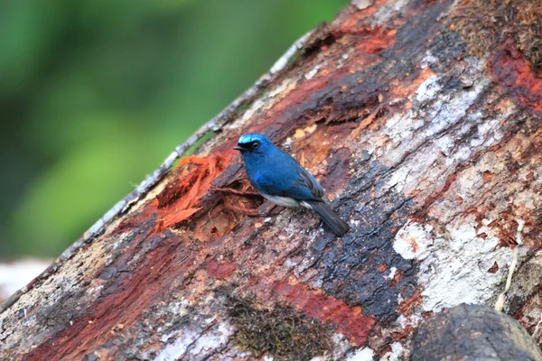 Indigo flugsnappare (Eumyias indigo) på Borneo — Stockfoto