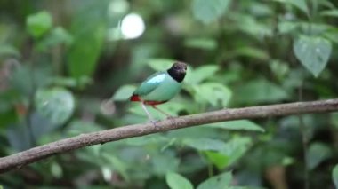 Kukuletalı pide (pide sordida) Tayland