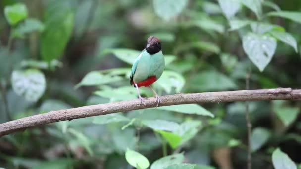 Pitta con capucha (Pitta sordida) en Tailandia — Vídeo de stock