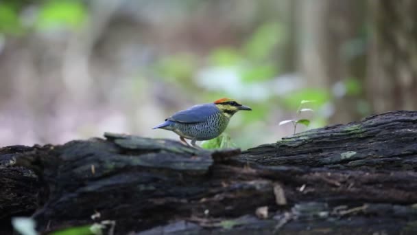 Blue pitta (Hydrornis cyaneus) manliga i Thailand — Stockvideo