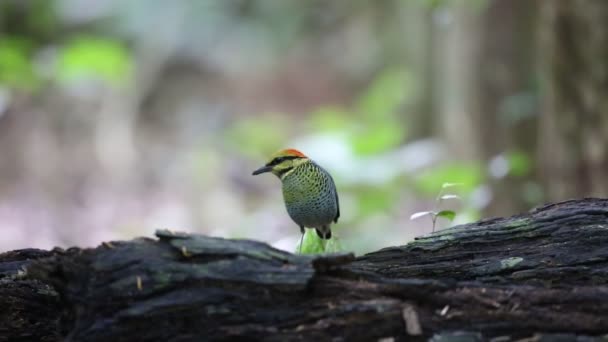 Blue pitta (Hydrornis cyaneus) manliga i Thailand — Stockvideo