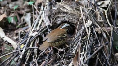 Tayland kulaklı pide (Hydrornis phayrei)