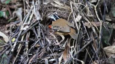 Tayland kulaklı pide (Hydrornis phayrei)