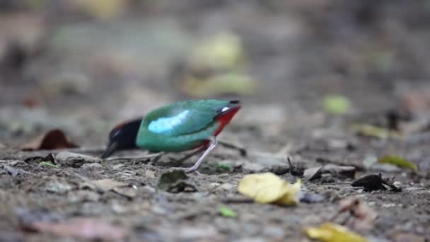 Kapuzenpitta (pitta sordida) in Thailand — Stockvideo