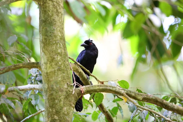 ボルネオ島で黒いカササギ (Platysmurus leucopterus) — ストック写真