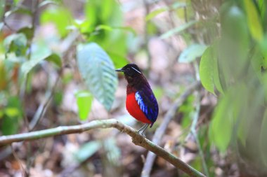 Kara başlı pide (Erythropitta ussheri) Borneo, Malezya