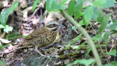 Tayland kulaklı pide (Hydrornis phayrei)