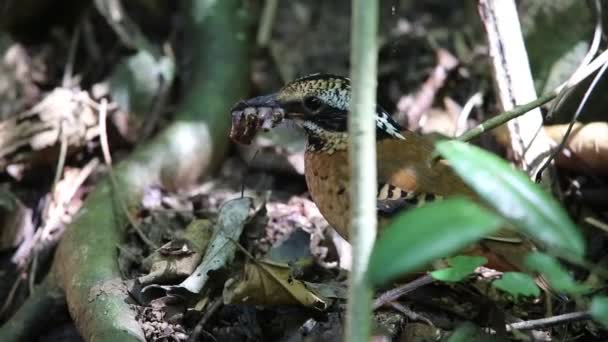Ohrpitta (hydrornis phayrei) in Thailand — Stockvideo