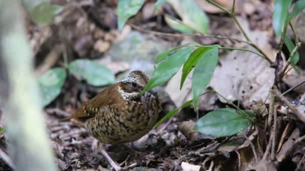 Eared pitta (Hydrornis phayrei) in Thailand — Stock Video