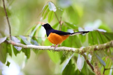 Borneo beyaz tepeli köstebek (Copsychus stricklandii)