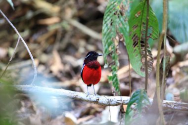 Kara başlı pide (Erythropitta ussheri) Borneo, Malezya