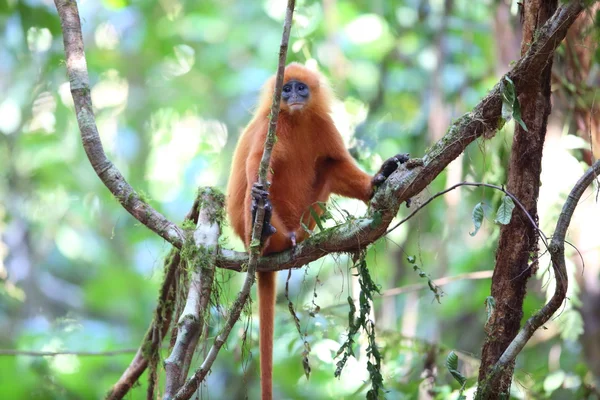 Scimmia a foglia rossa (Presbytis rubicunda) nel Borneo — Foto Stock