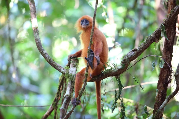 Scimmia a foglia rossa (Presbytis rubicunda) nel Borneo — Foto Stock