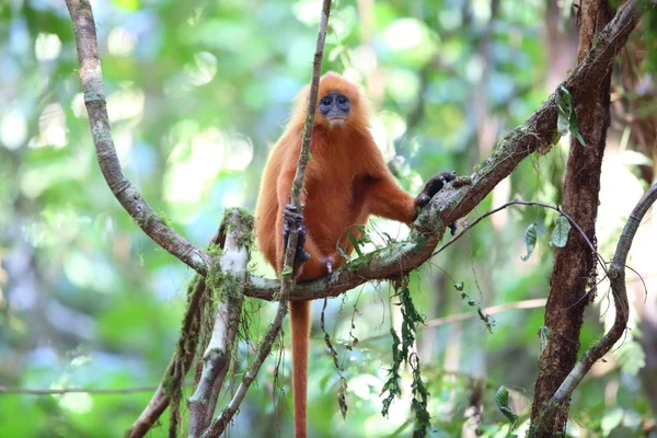 Red Leaf Monkey (Presbytis rubicunda) in Borneo — Stock Photo, Image