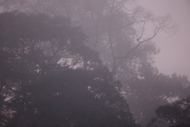 Sabah erken Borneo sisli yağmur ormanları
