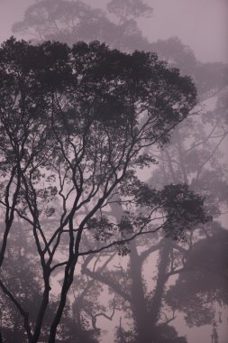 Sabah erken Borneo sisli yağmur ormanları