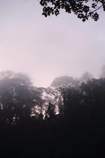 Borneo nebbioso foresta pluviale al mattino presto — Foto Stock