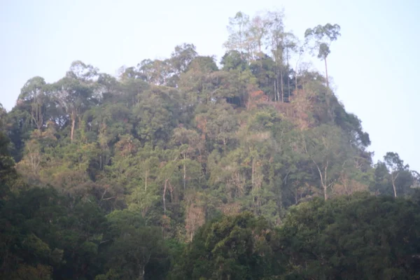 Bornéo forêt tropicale brumeuse tôt le matin — Photo