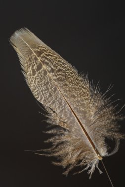 Kuş tüyü yeşil sülün (Phasianus versicolor)