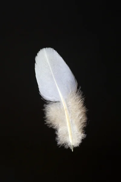 Ptasie pióro orientalne żółwia gołąb (Streptopelia orientalis) — Zdjęcie stockowe