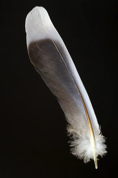 Kuş tüyü oryantal kaplumbağa kumru (Streptopelia orientalis) — Stok fotoğraf