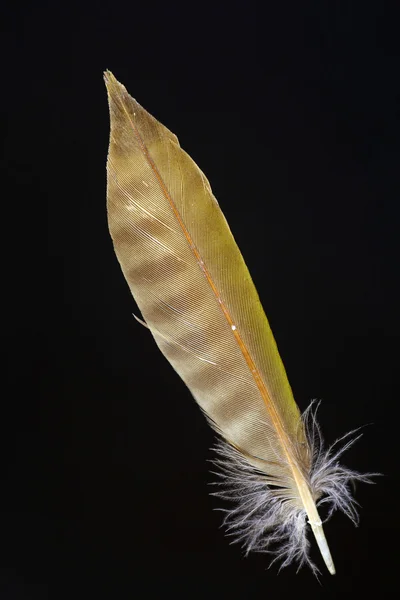 Bird's feather of Japanese Green Woodpecker (Picus awokera) — Stock Photo, Image