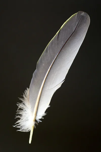 흰 배 그린-비둘기의 새의 깃털 — 스톡 사진