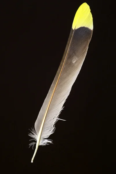 Bohem İpekkuyruk (Bombycilla garrulus kuş tüy) — Stok fotoğraf