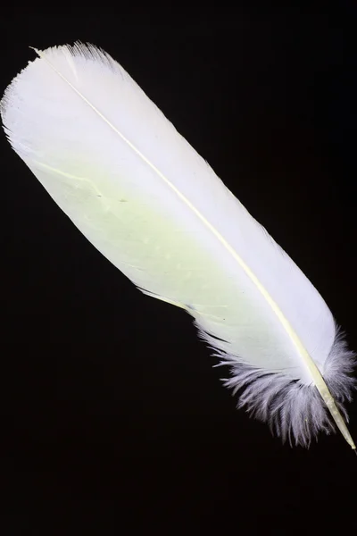 Птичье перо Маленькой Кореллы (Cacatua sanguinea ) — стоковое фото