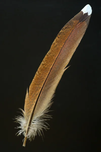 Pena de Pássaro de Faisão de Cobre (Syrmaticus soemmerringii ) — Fotografia de Stock