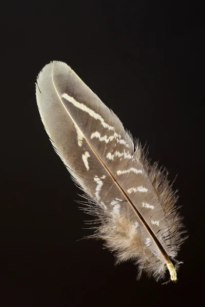 鸟的羽毛的绿雉 (雉花斑癣) — 图库照片