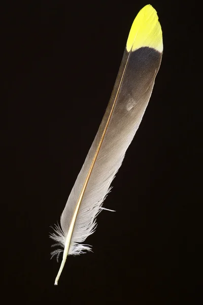 Pióro ptak Jemiołuszka (Bombycilla garrulus) — Zdjęcie stockowe