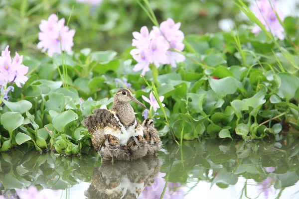 Maior snipe pintado (Rostratula benghalensis) no Japão — Fotografia de Stock