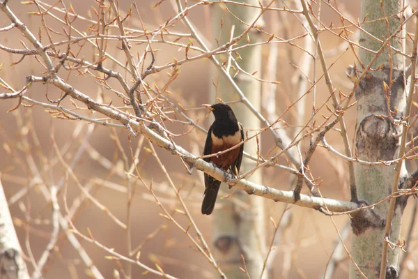 Tordo di Kessler (Turdus kessleri) in Cina — Foto Stock